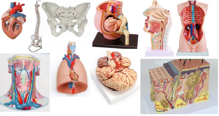anatomical model for artists