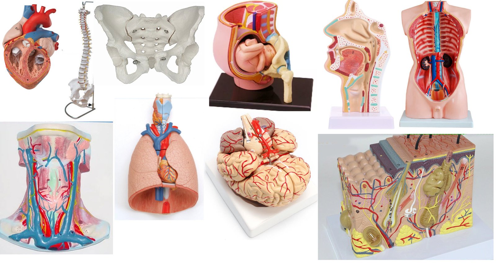 Anatomical Medical Teaching Model in Pakistan
